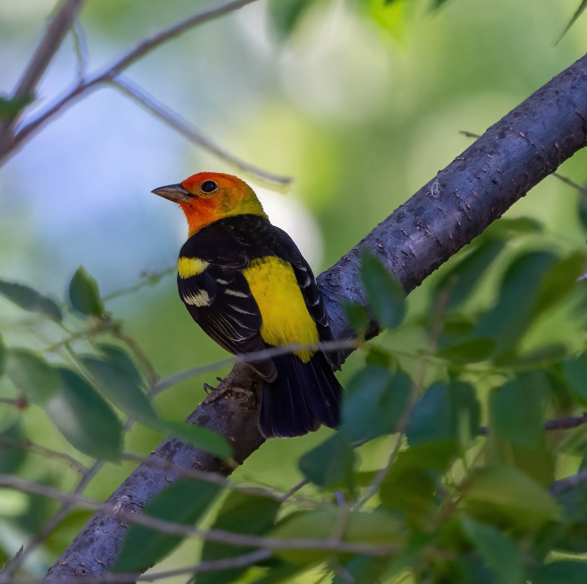 Western Tanager - Eric Bodker