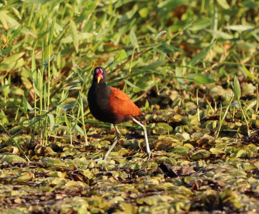 Wattled Jacana - Rubélio Souza