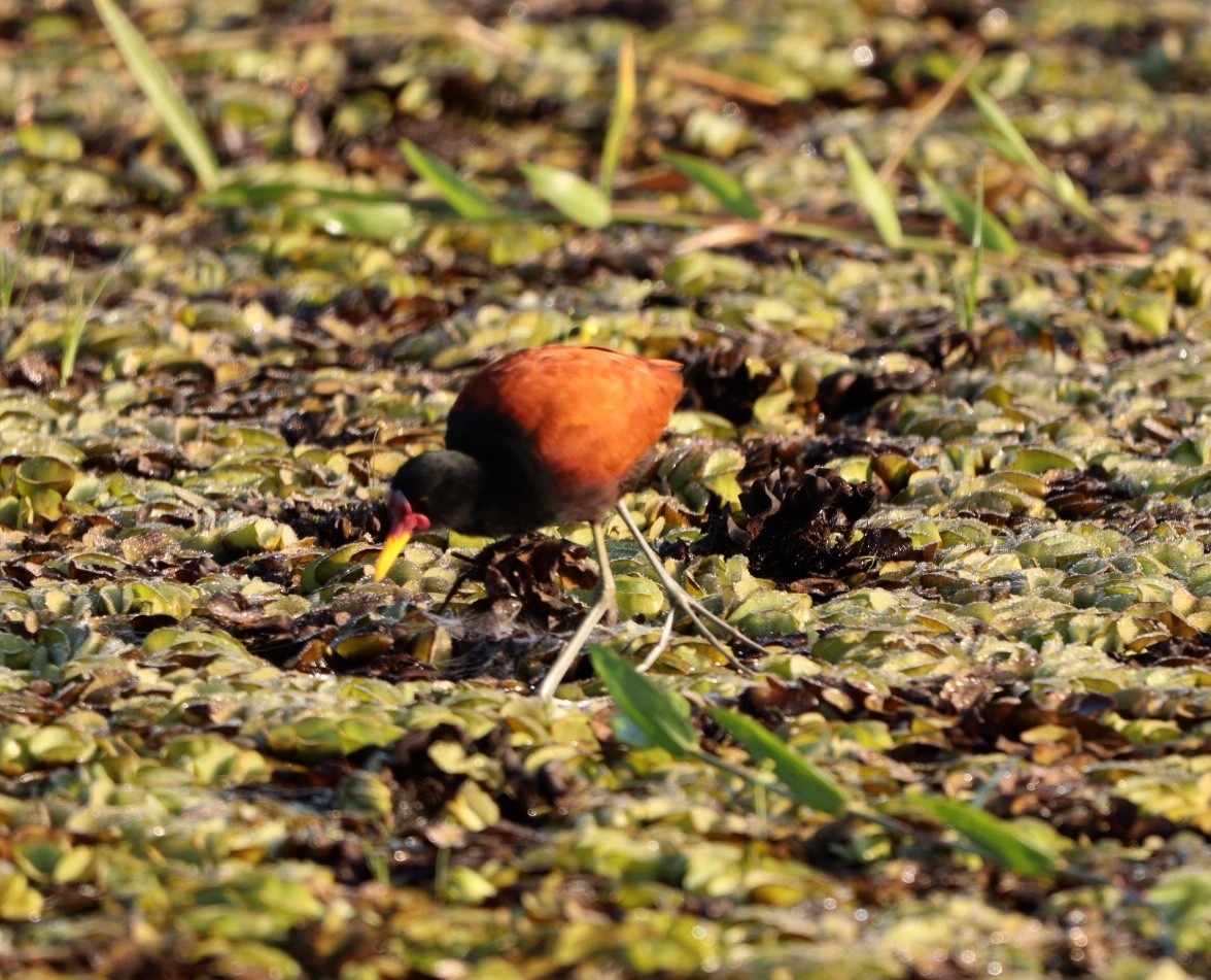 Wattled Jacana - Rubélio Souza