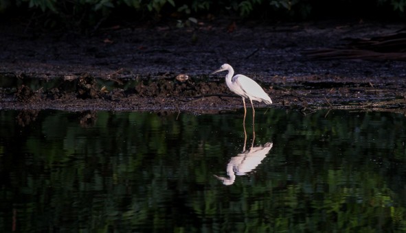 Chinese Egret - Folkert Hindriks