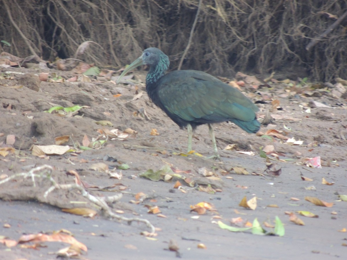 Green Ibis - Roger Lambert