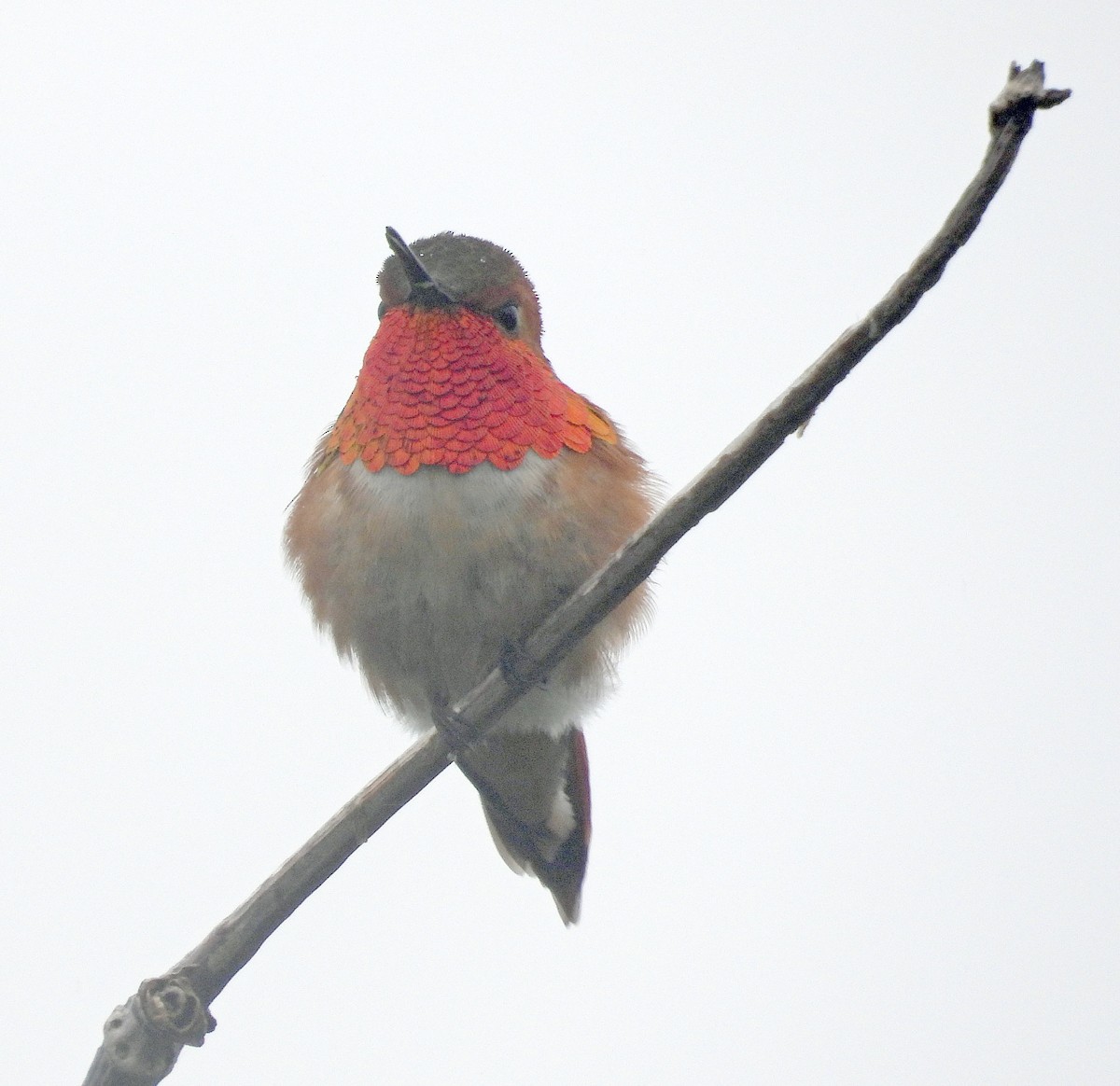 Rufous Hummingbird - Jock McCracken