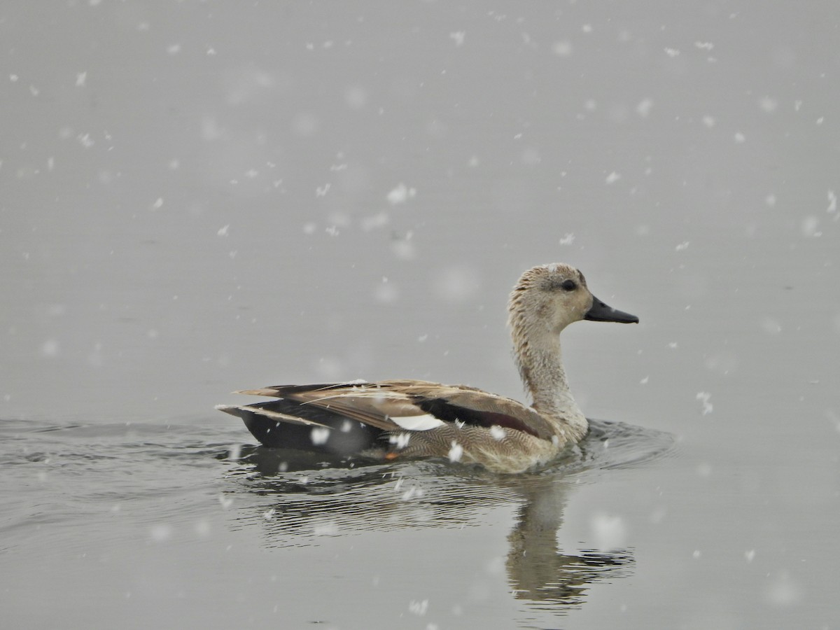 Gadwall - Katie Conlin