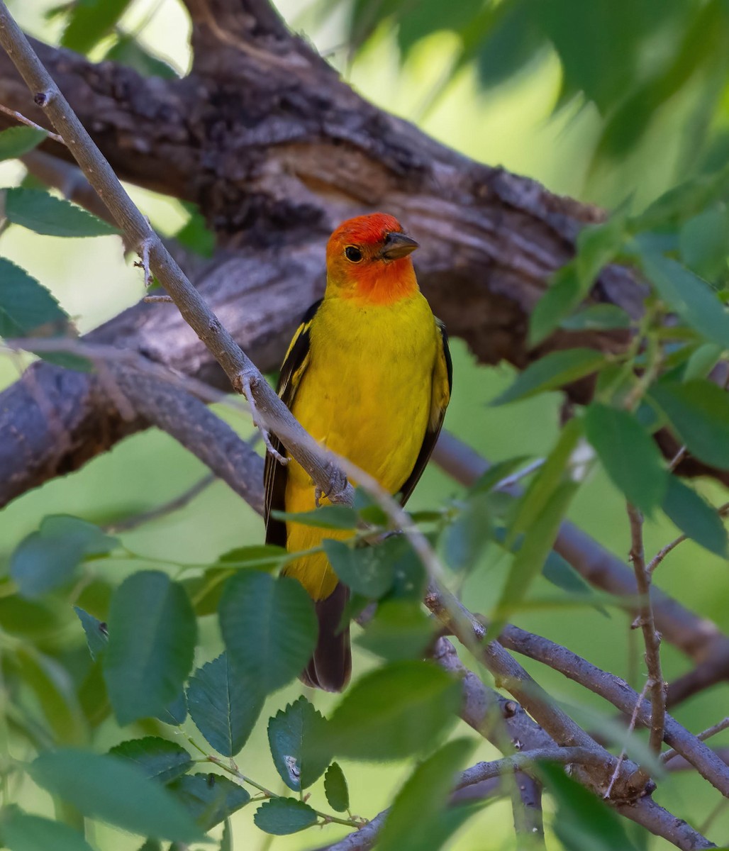 Western Tanager - Eric Bodker