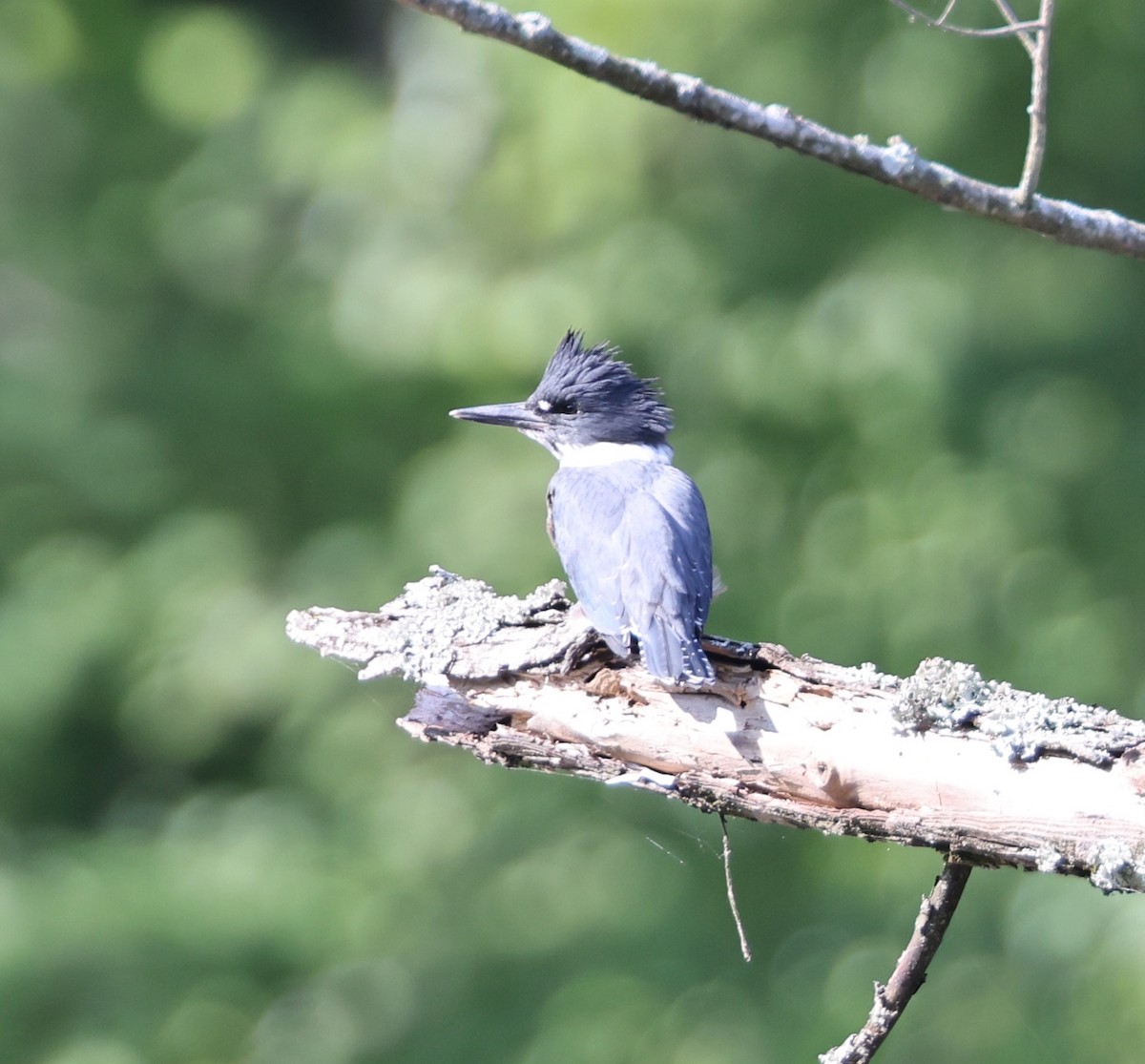 Belted Kingfisher - Rusty Trump