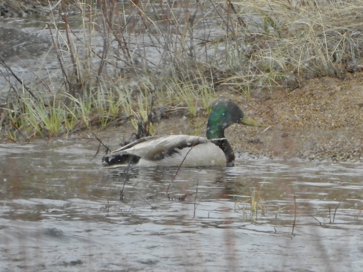 Mallard - Katie Conlin