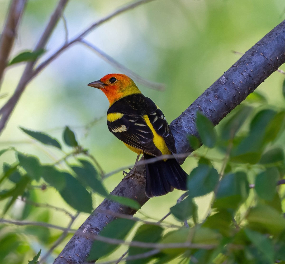 Western Tanager - Eric Bodker