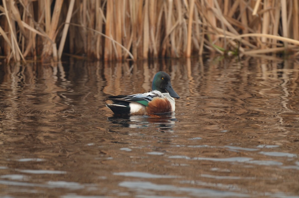 Northern Shoveler - Carmen Tavares