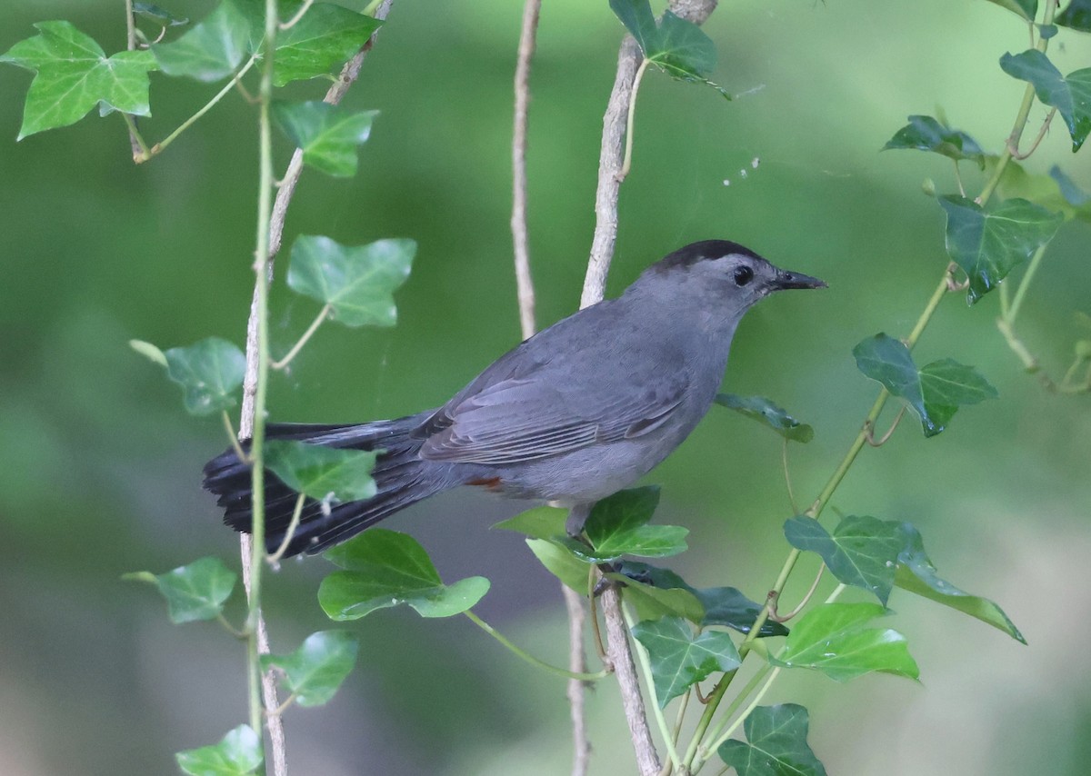 Gray Catbird - Rusty Trump