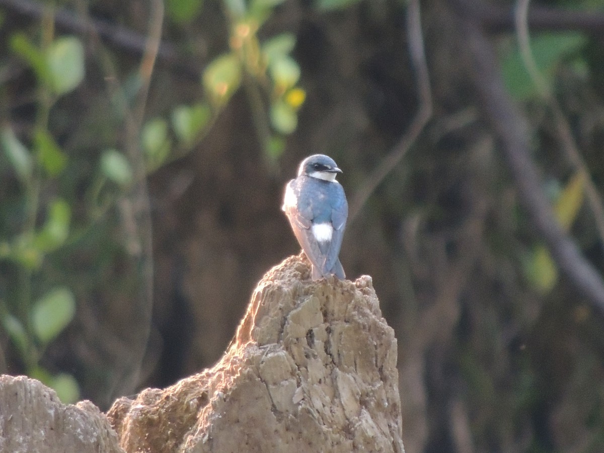 Mangrove Swallow - Roger Lambert