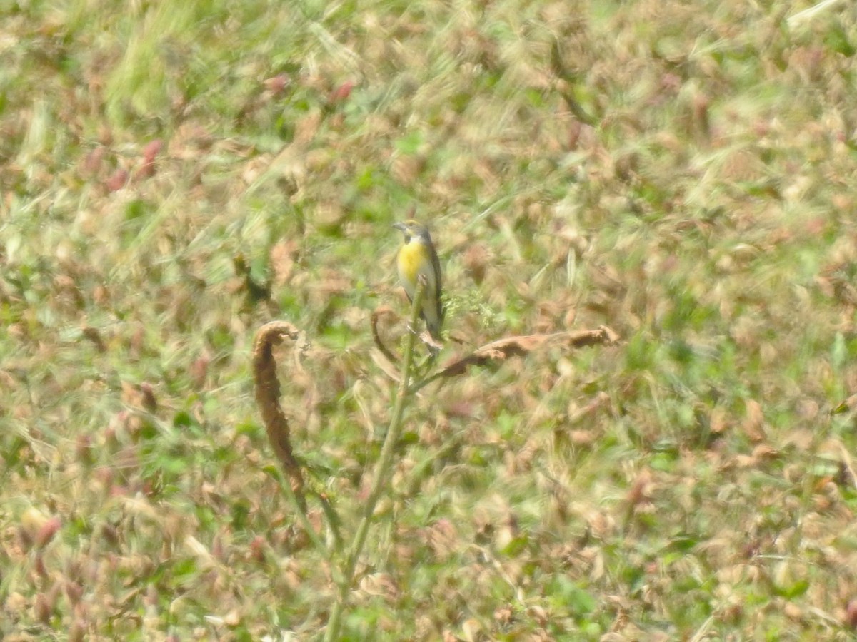 Dickcissel - ML619541284