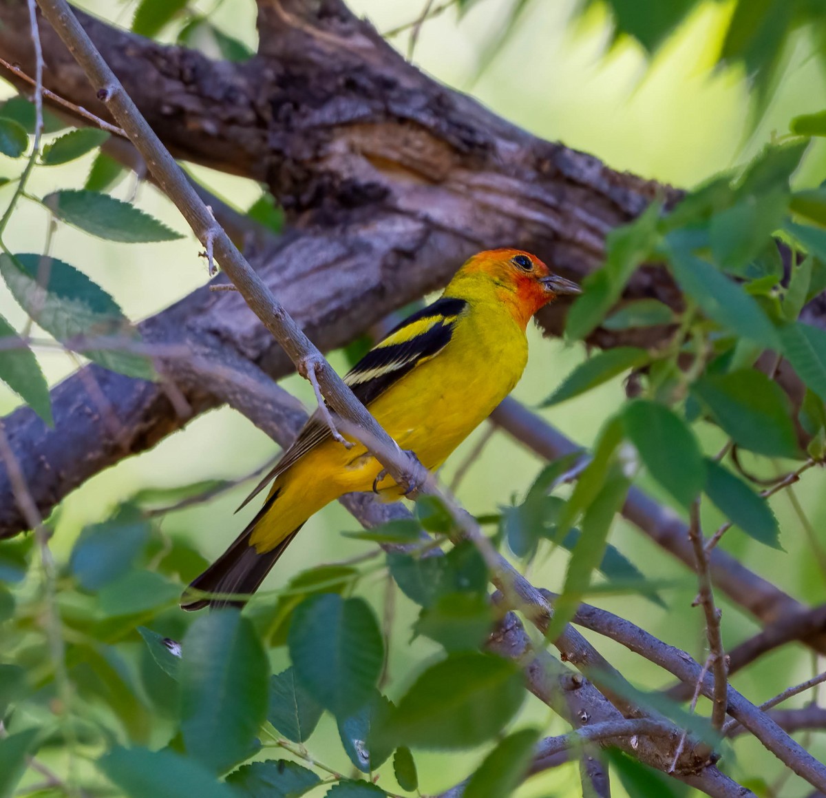 Western Tanager - Eric Bodker