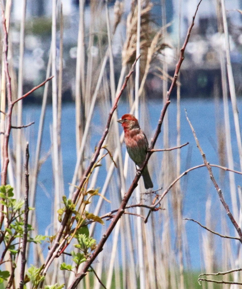 House Finch - Tom Nolan