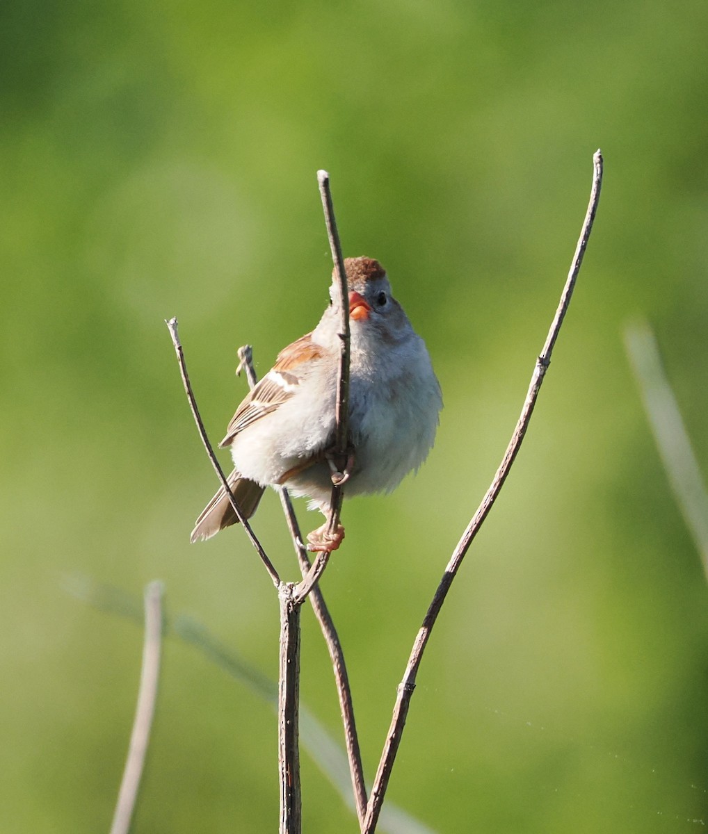 Field Sparrow - Evan Schumann