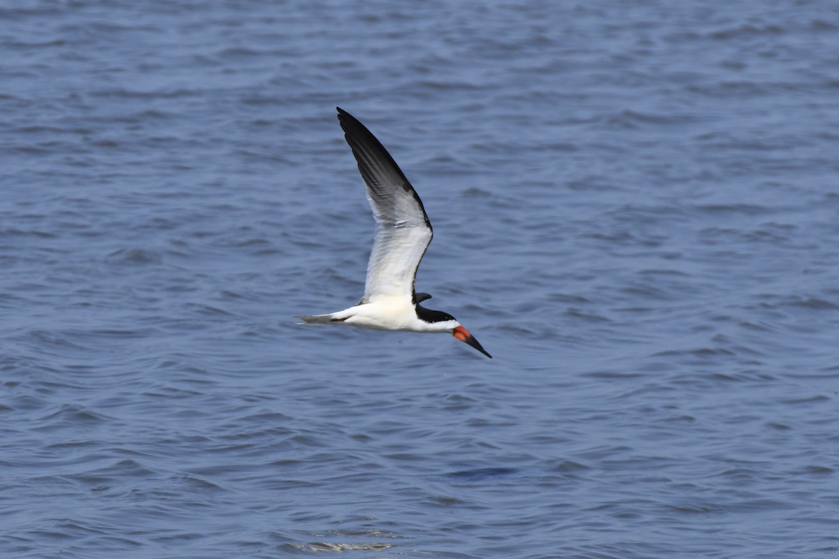 Black Skimmer - James White