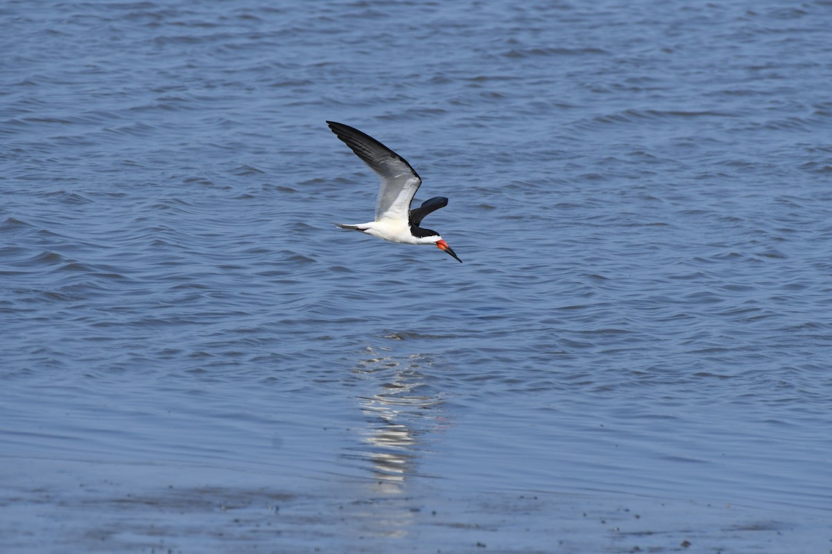 Black Skimmer - James White