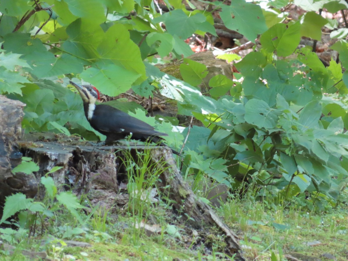 Pileated Woodpecker - Marcia Merithew