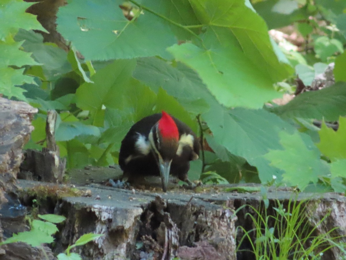 Pileated Woodpecker - Marcia Merithew