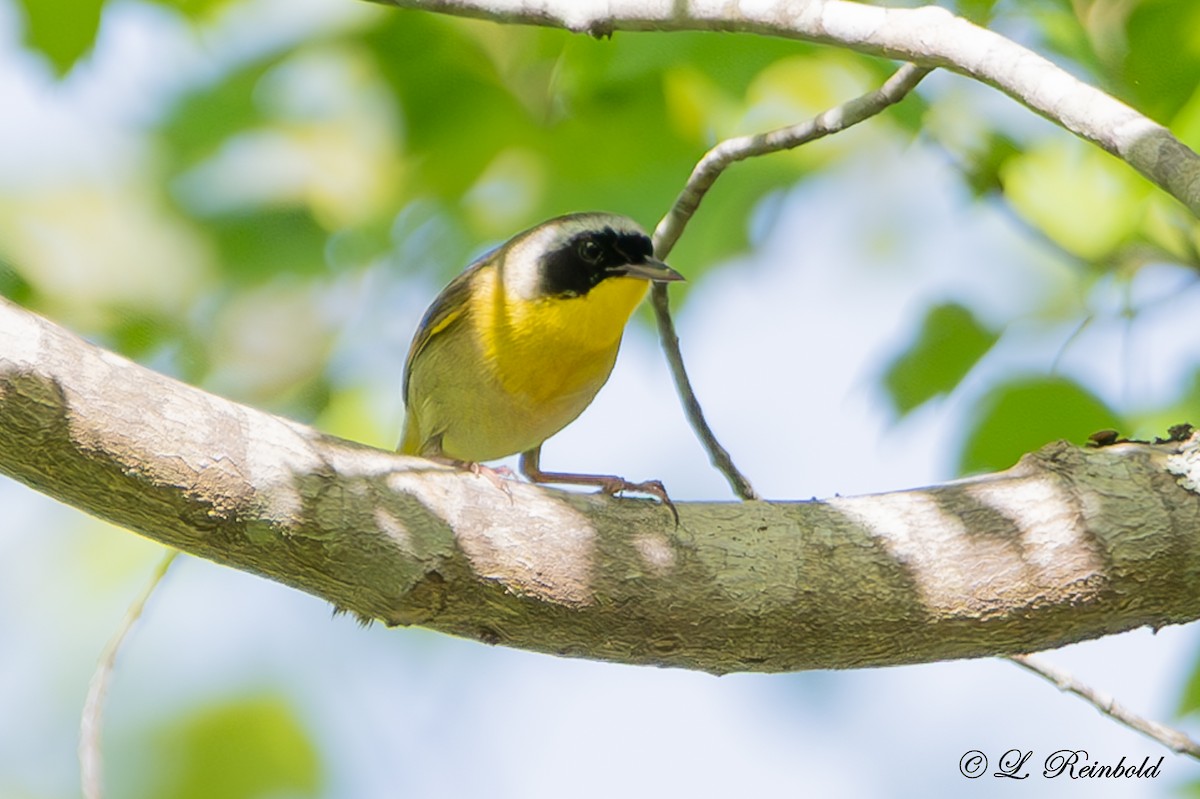 Common Yellowthroat - Lucine Reinbold