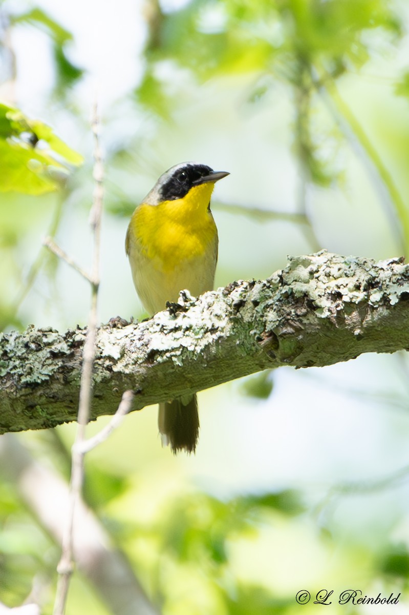 Common Yellowthroat - Lucine Reinbold