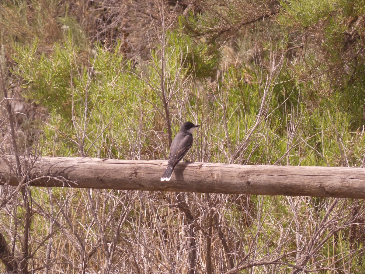 Eastern Kingbird - Wesley McGee