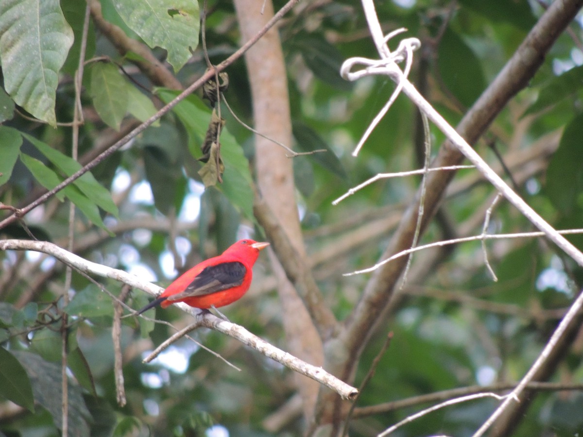 Scarlet Tanager - Roger Lambert