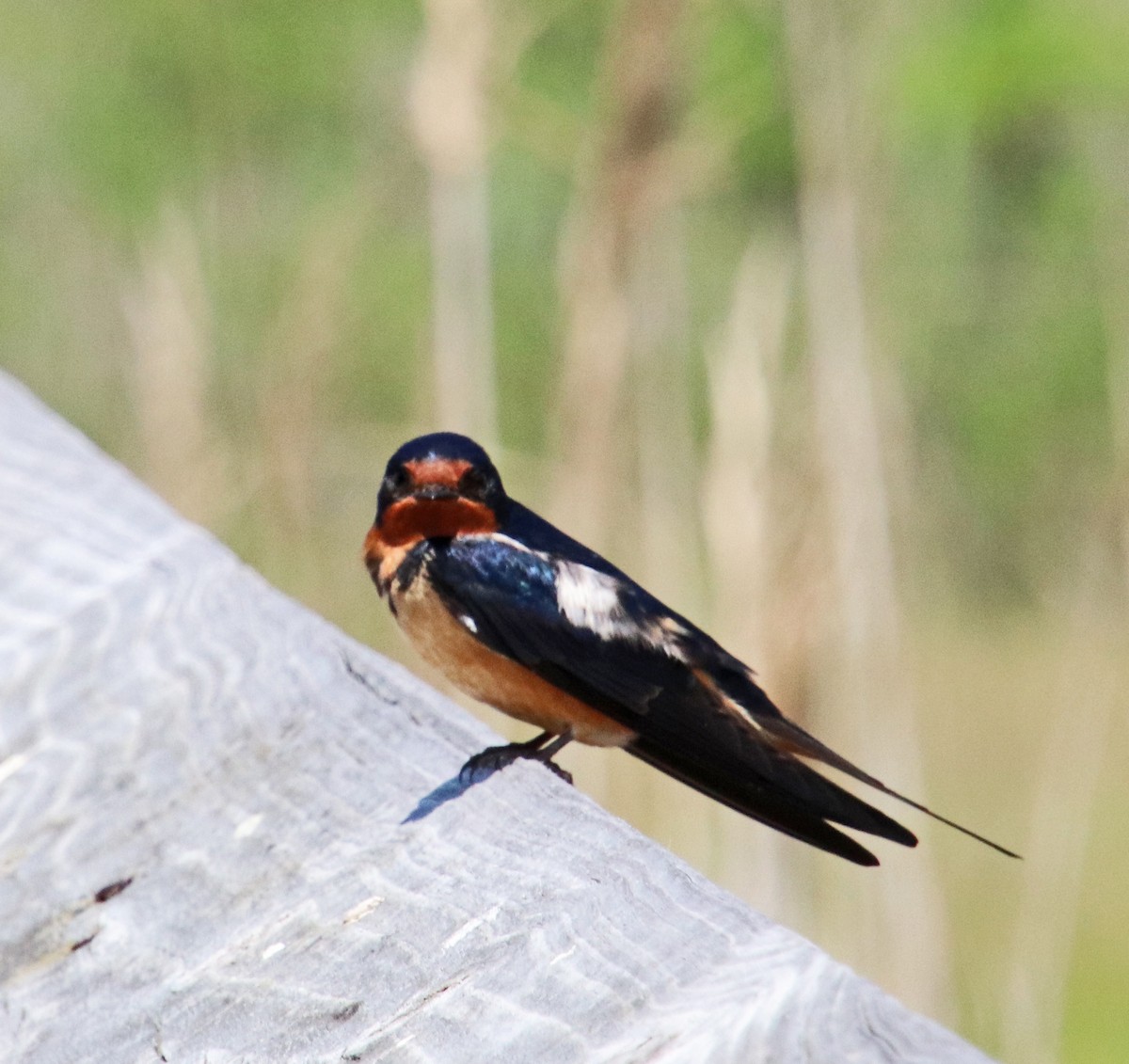 Barn Swallow - Tom Nolan