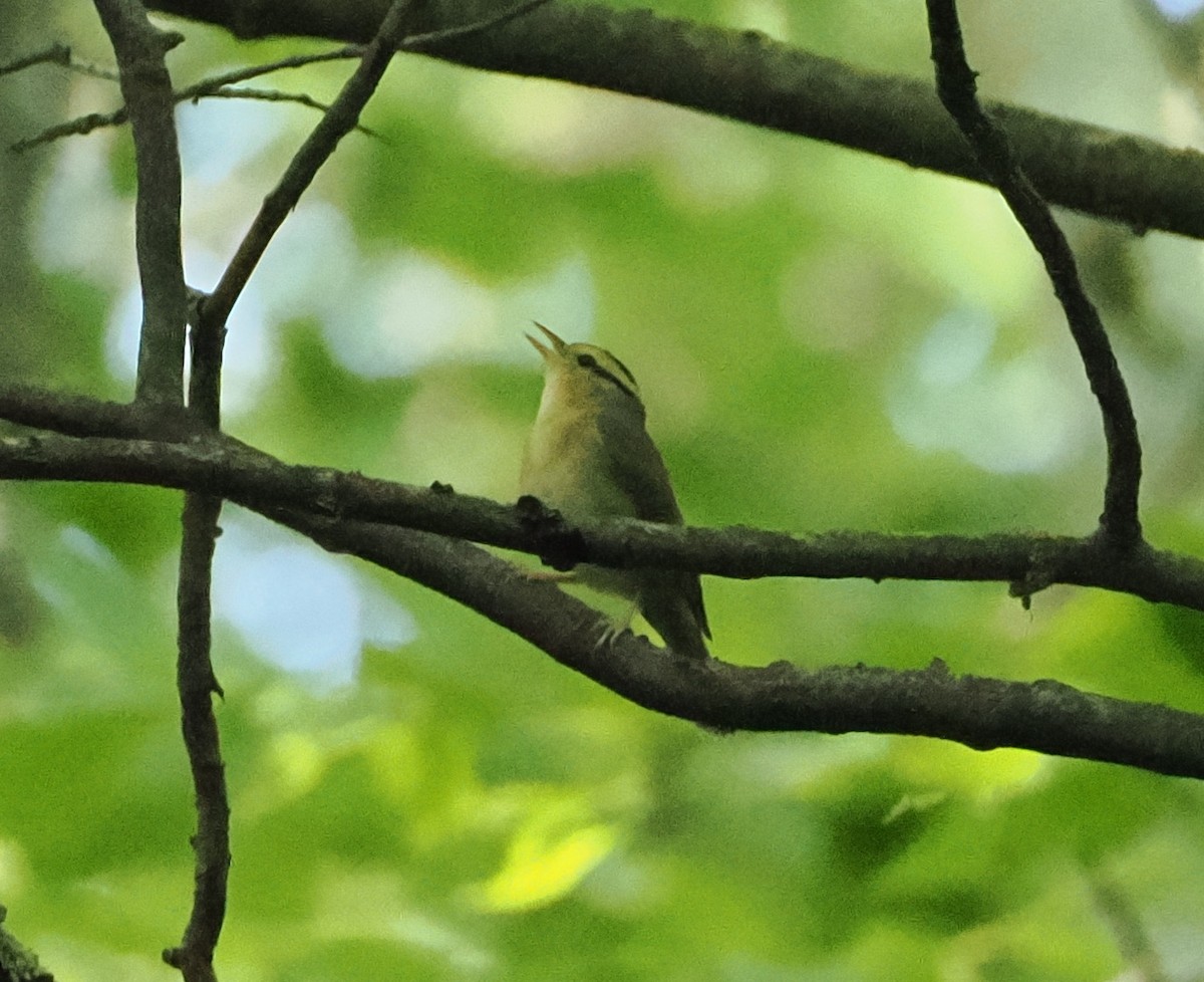 Worm-eating Warbler - Evan Schumann