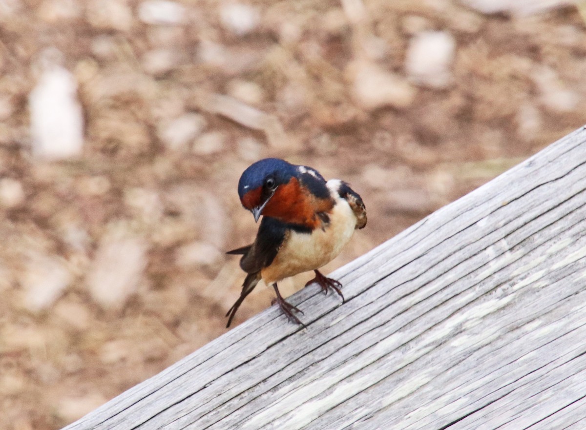 Barn Swallow - Tom Nolan