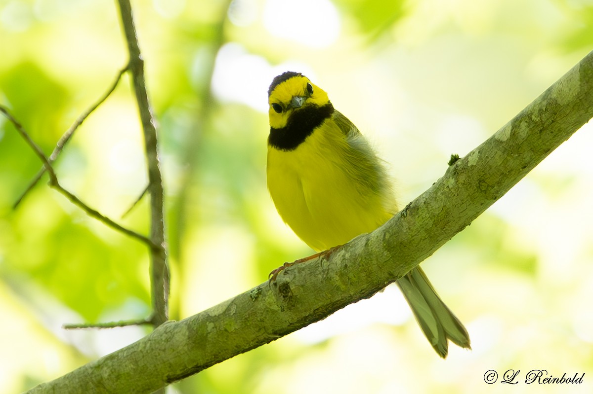 Hooded Warbler - Lucine Reinbold