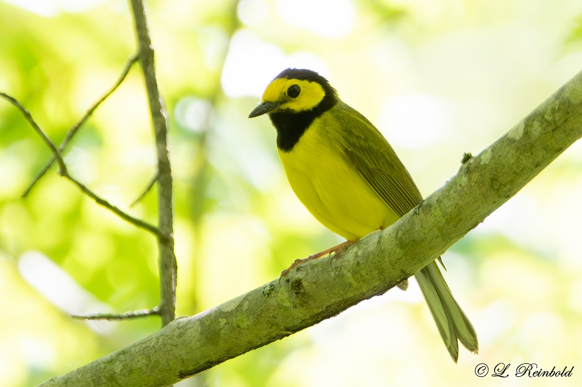 Hooded Warbler - Lucine Reinbold