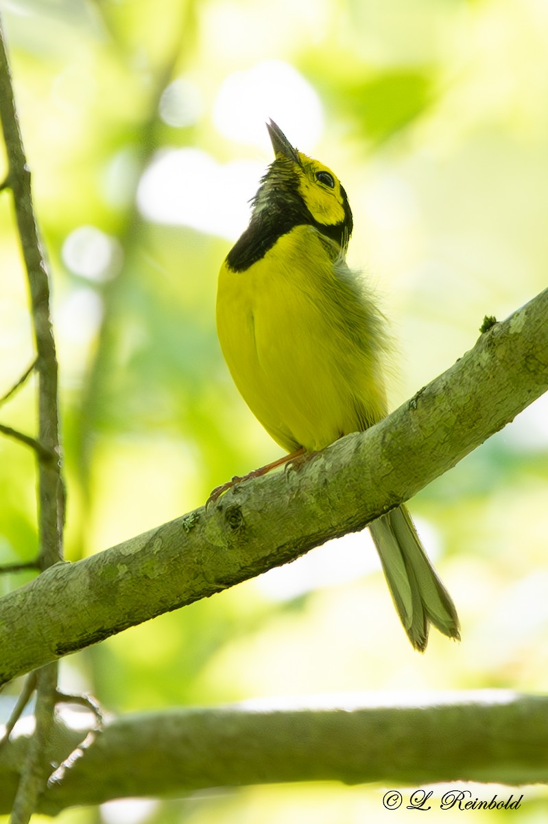 Hooded Warbler - Lucine Reinbold