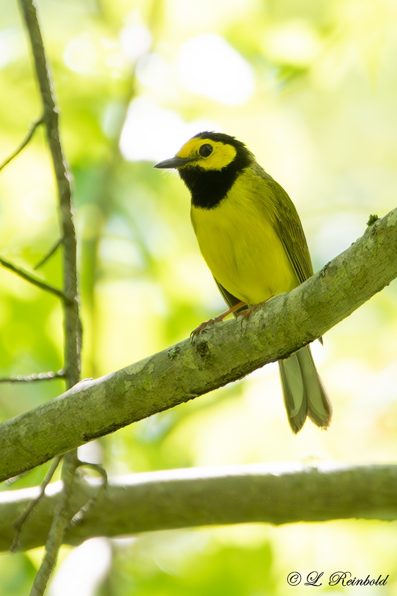 Hooded Warbler - ML619541320