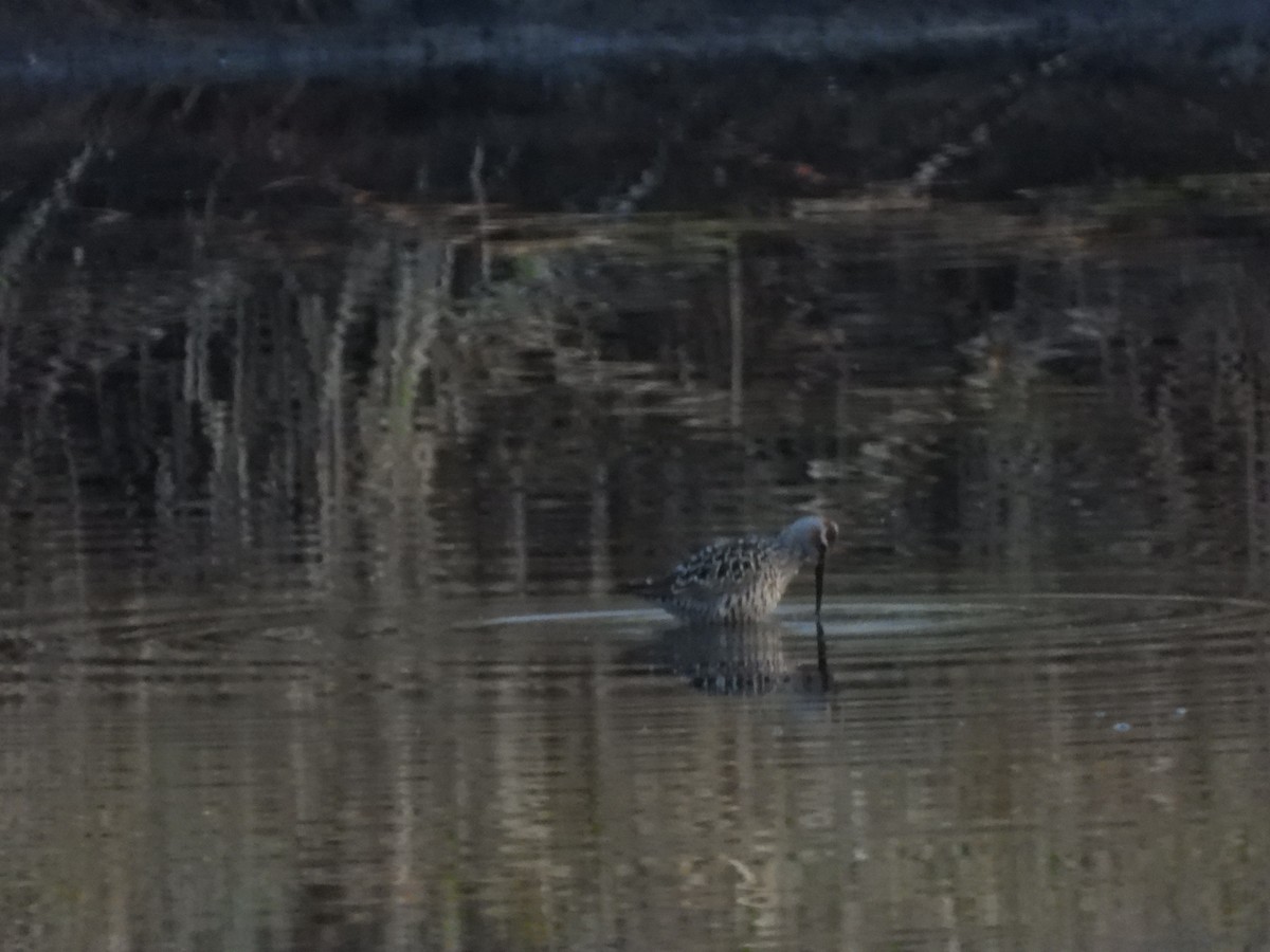 Stilt Sandpiper - Ben Simmons