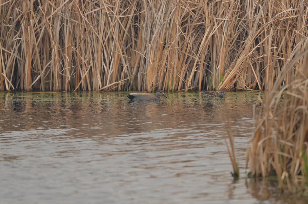 Gadwall - Carmen Tavares