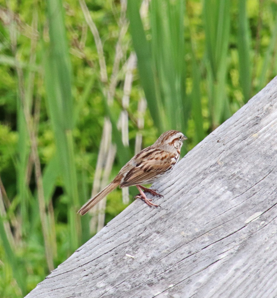 Song Sparrow - Tom Nolan