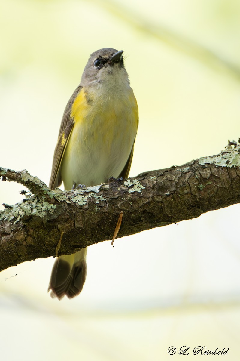 American Redstart - Lucine Reinbold