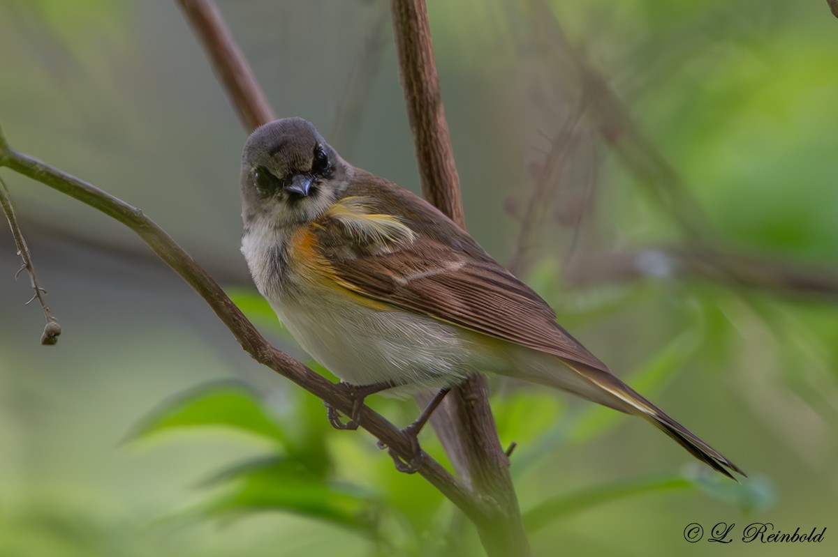 American Redstart - Lucine Reinbold