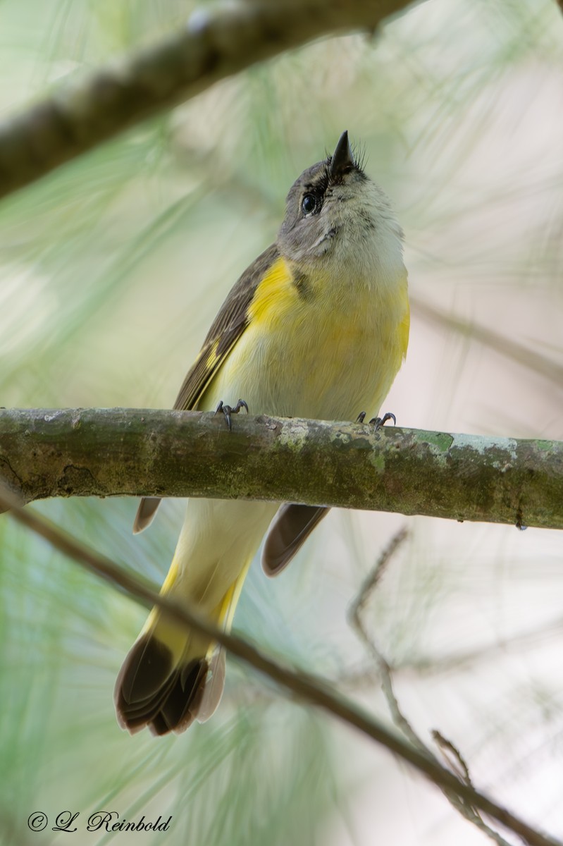 American Redstart - Lucine Reinbold