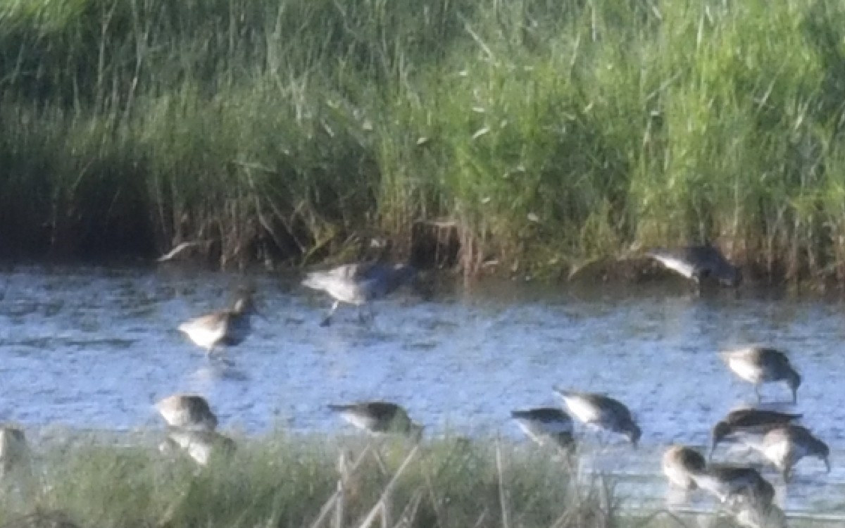 Curlew Sandpiper - eric masterson