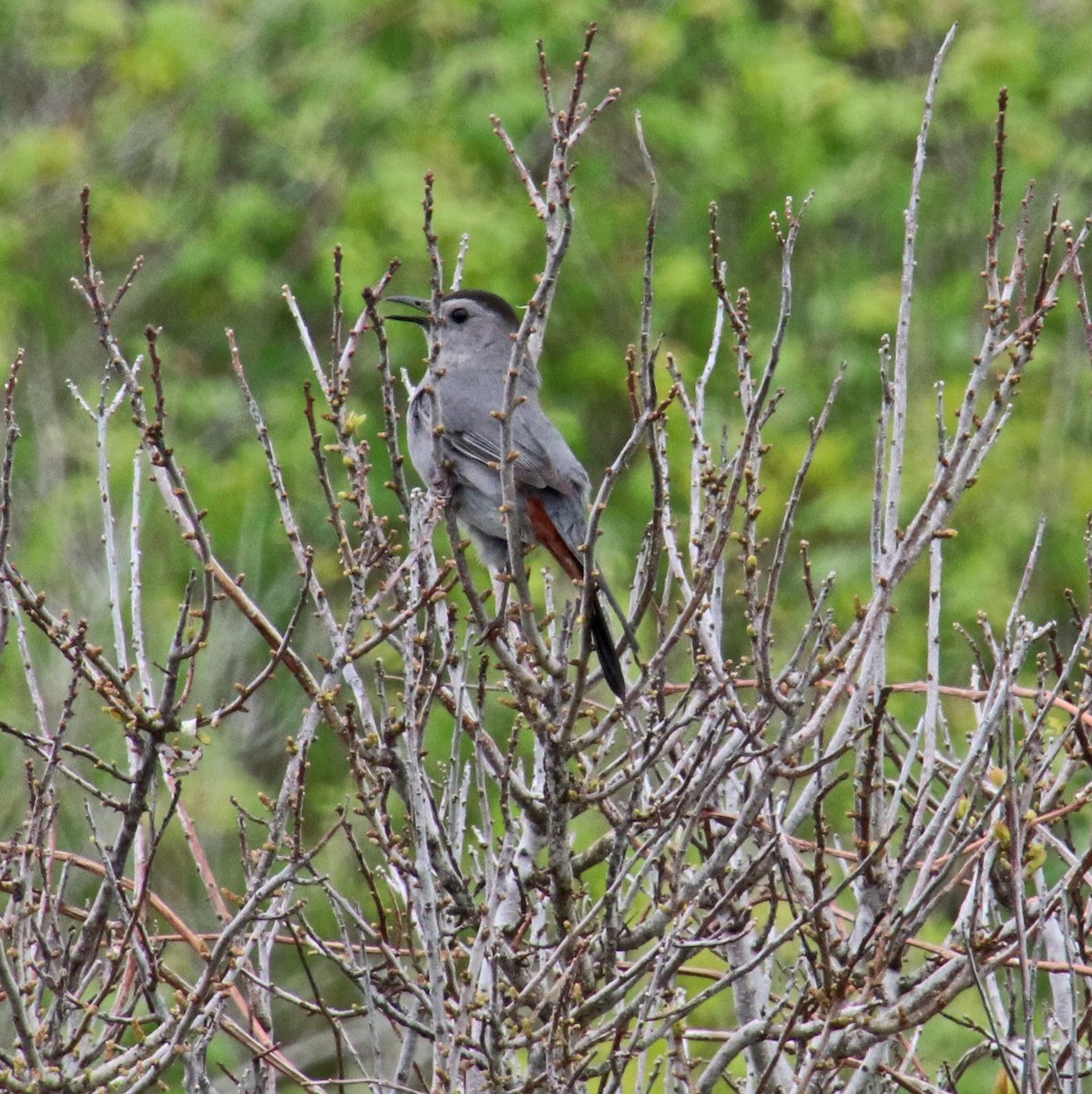 Gray Catbird - Tom Nolan