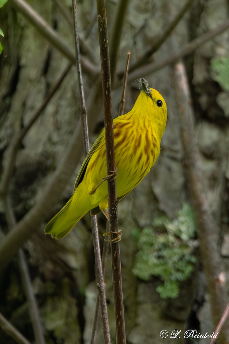 Yellow Warbler - Lucine Reinbold