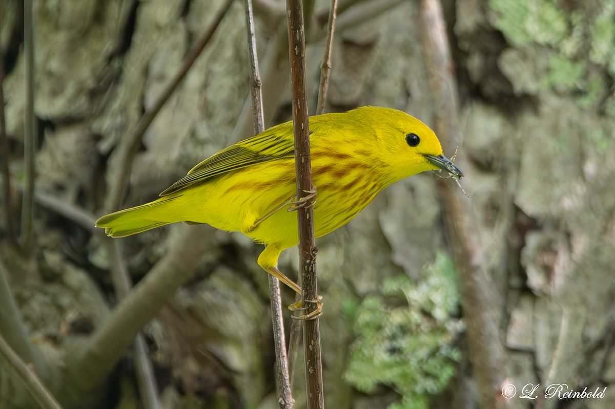 Yellow Warbler - Lucine Reinbold