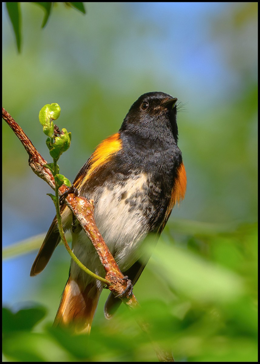 American Redstart - Jim Emery