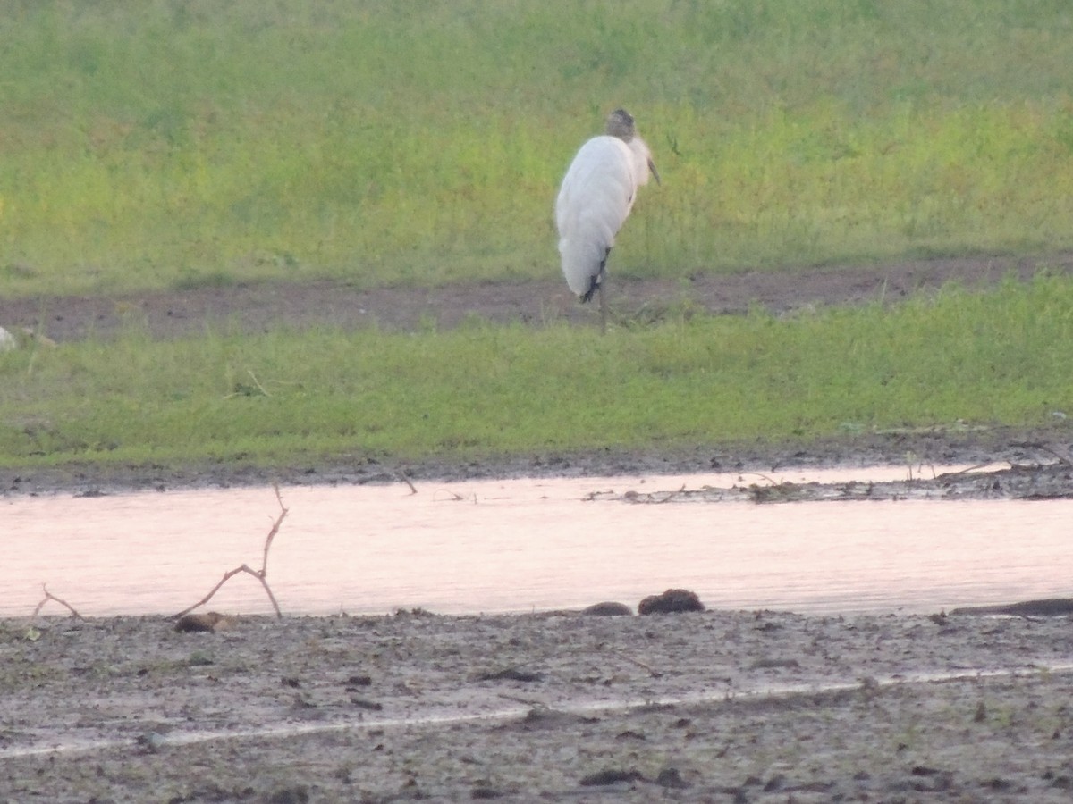 Wood Stork - Roger Lambert