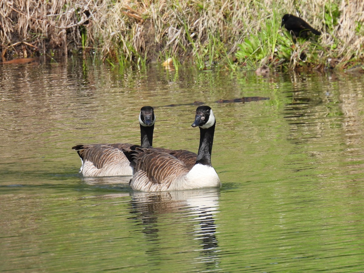 Canada Goose - Pam Hawkes