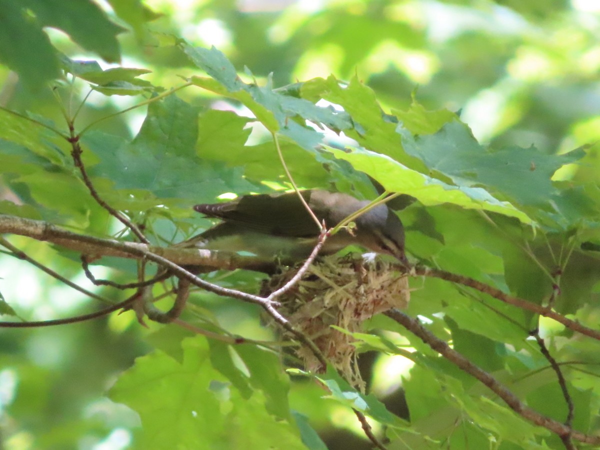 Red-eyed Vireo - Marcia Merithew