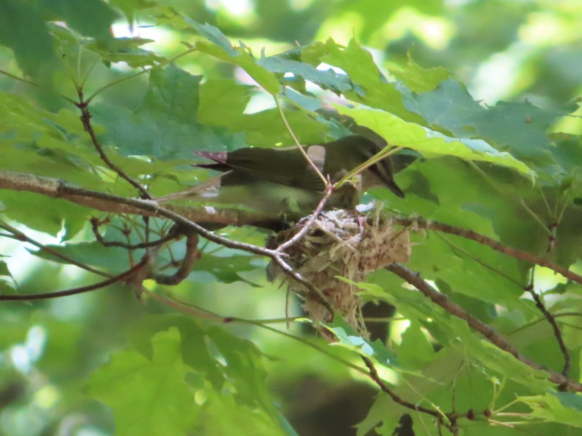 Red-eyed Vireo - Marcia Merithew