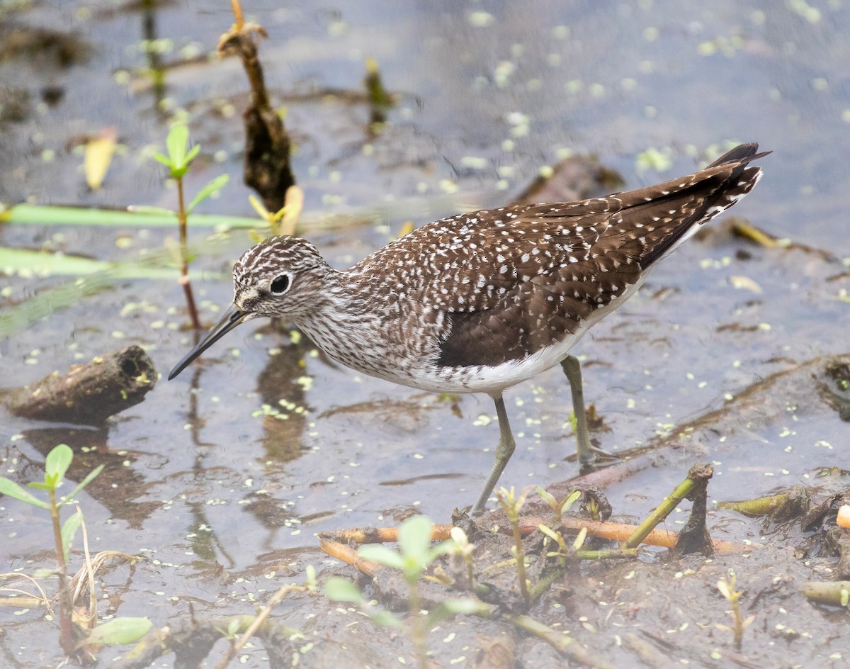 Solitary Sandpiper (solitaria) - William Price