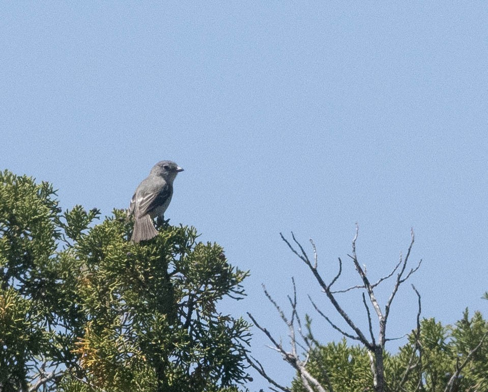 Gray Vireo - Bob Foehring